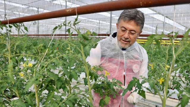 Yumaklı: Örtü Altı Üretimde Türkiye Dünyada 4’üncü