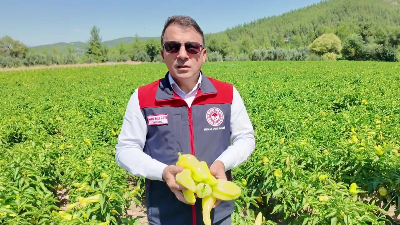 Zayim: Kale biberinde bu yıl 4.500 ton hasat bekliyoruz