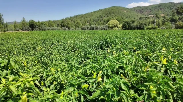 Zayim: Kale biberinde bu yıl 4.500 ton hasat bekliyoruz — Fotoğraf 1