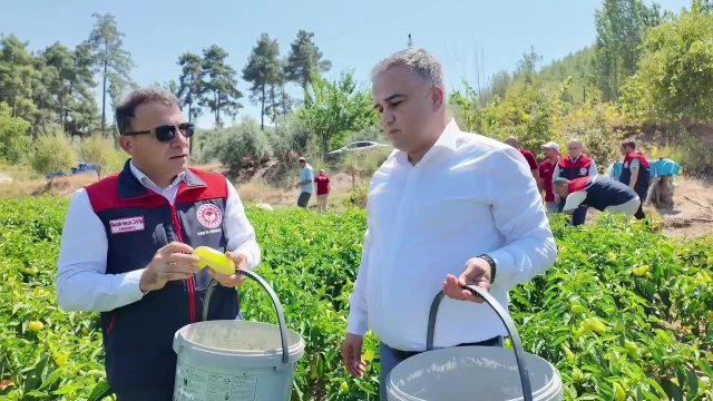 Zayim: Kale biberinde bu yıl 4.500 ton hasat bekliyoruz — Fotoğraf 2