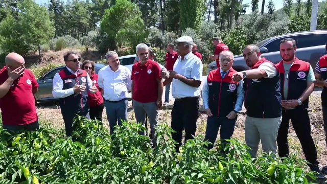Zayim: Kale biberinde bu yıl 4.500 ton hasat bekliyoruz — Fotoğraf 3