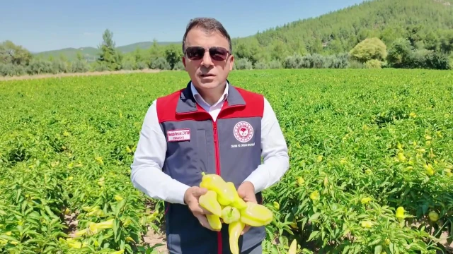 Zayim: Kale biberinde bu yıl 4.500 ton hasat bekliyoruz — Fotoğraf 4