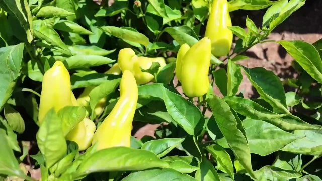 Zayim: Kale biberinde bu yıl 4.500 ton hasat bekliyoruz — Fotoğraf 5
