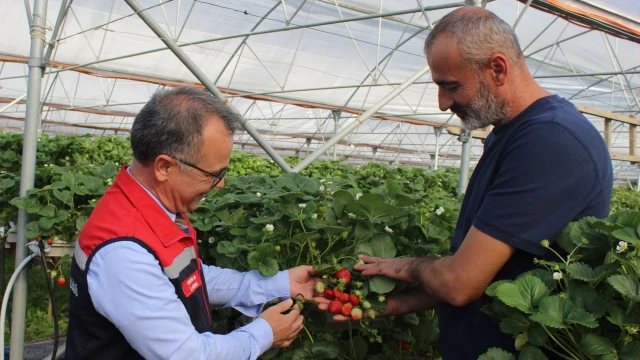 Zekeriya Ar, Bolu’da topraksız çilek tesisini inceledi
