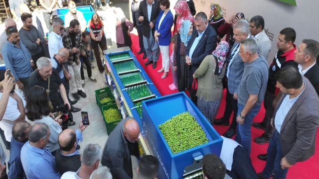Adana’da zeytin üreticilerine boylama makinesi desteği — Fotoğraf 11