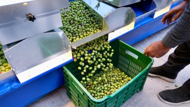 Adana’da zeytin üreticilerine boylama makinesi desteği — Fotoğraf 14