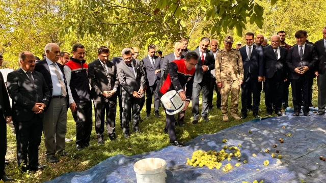 Adilcevaz Cevizinde Hasat Mesaisi Başladı