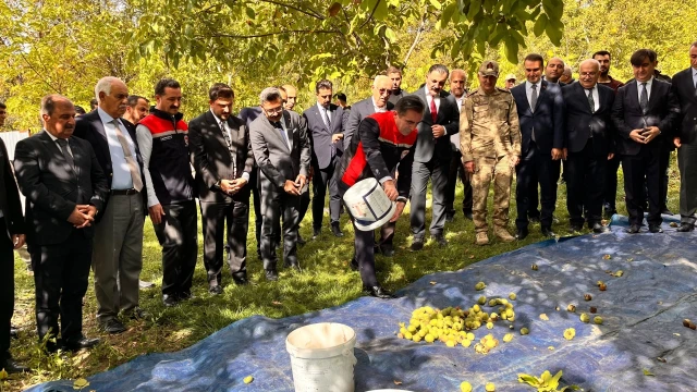 Adilcevaz Cevizinde Hasat Mesaisi Başladı — Fotoğraf 3