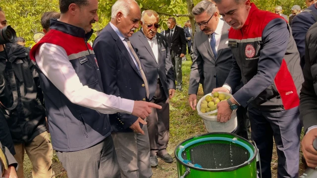 Adilcevaz Cevizinde Hasat Mesaisi Başladı — Fotoğraf 4