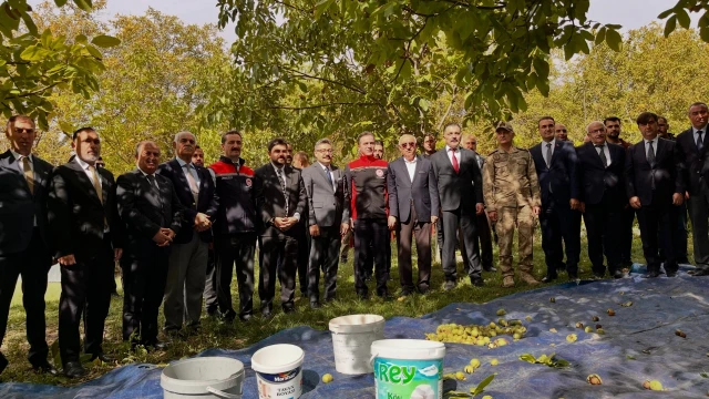 Adilcevaz Cevizinde Hasat Mesaisi Başladı — Fotoğraf 6