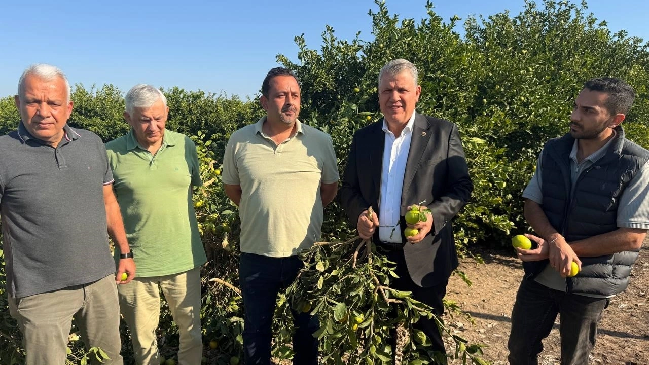 “Ağacın odunu limondan daha fazla para ediyor”