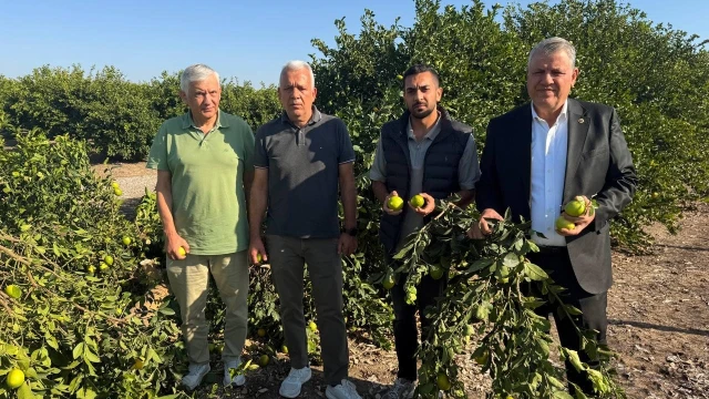“Ağacın odunu limondan daha fazla para ediyor” — Fotoğraf 1