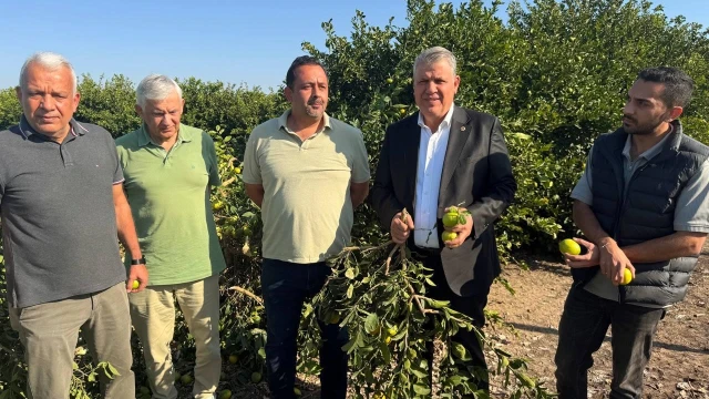 “Ağacın odunu limondan daha fazla para ediyor” — Fotoğraf 2
