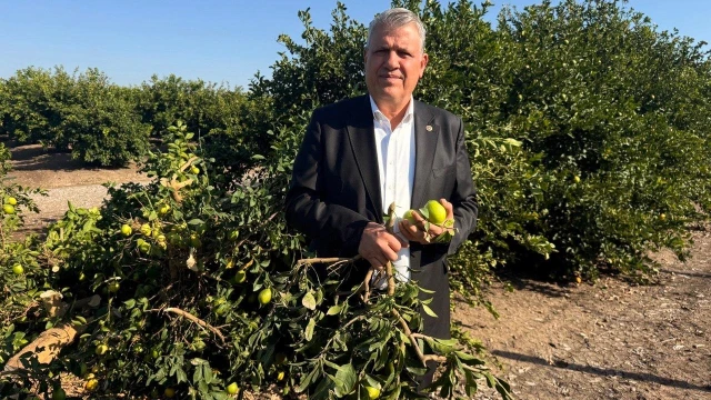 “Ağacın odunu limondan daha fazla para ediyor” — Fotoğraf 3