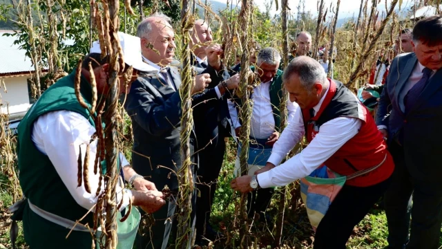 Akkuş Şeker Fasulyesi üretimi 2 bin 200 tona ulaştı