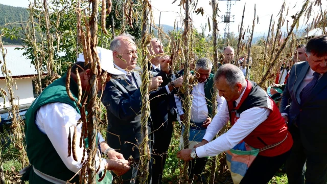 Akkuş Şeker Fasulyesi üretimi 2 bin 200 tona ulaştı — Fotoğraf 8