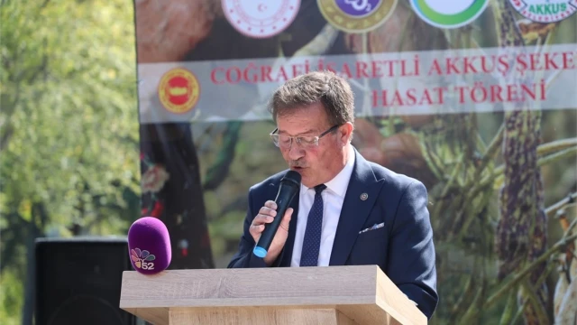 Akkuş Şeker Fasulyesi üretimi 2 bin 200 tona ulaştı — Fotoğraf 11