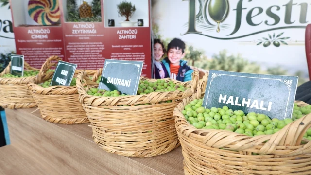 Altınözü’nde sezonun ilk zeytin hasadı yapıldı