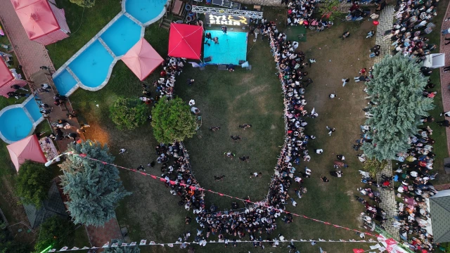 Altınözü’nde sezonun ilk zeytin hasadı yapıldı — Fotoğraf 2