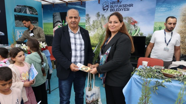 Altınözü’nde sezonun ilk zeytin hasadı yapıldı — Fotoğraf 3