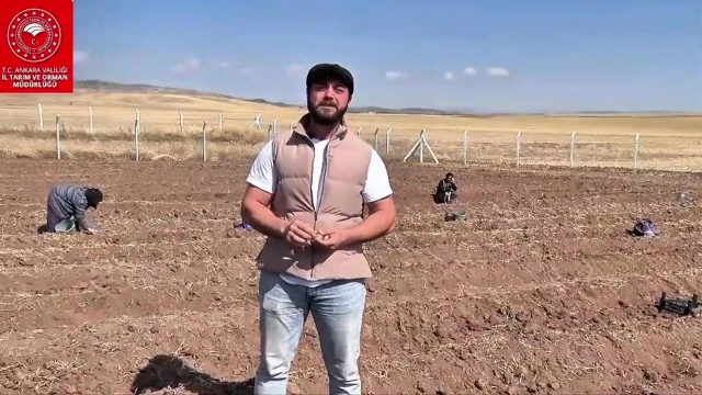 Ankara'da Çiftçinin Yeni Umudu: Safran Üretimi