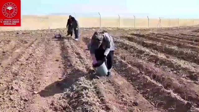 Ankara'da Çiftçinin Yeni Umudu: Safran Üretimi — Fotoğraf 3