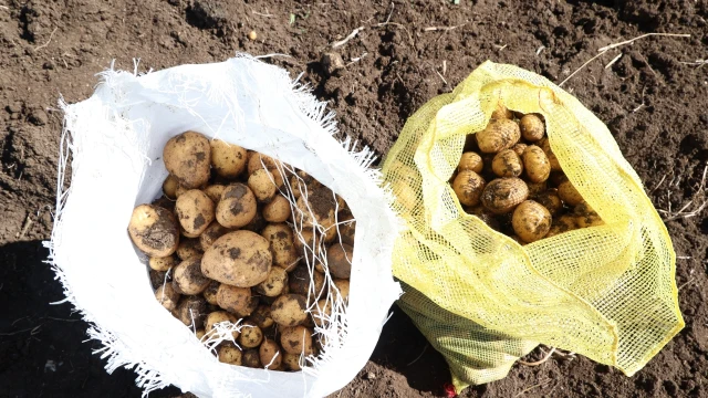 Antalya’da faydalı böcek üretimi için patates hasadı yapıldı — Fotoğraf 5