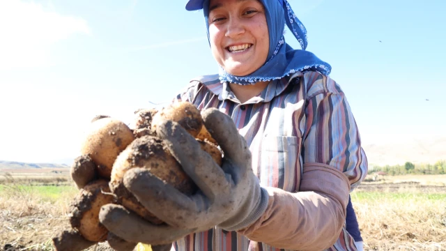 Antalya’da faydalı böcek üretimi için patates hasadı yapıldı — Fotoğraf 12