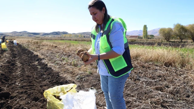 Antalya’da faydalı böcek üretimi için patates hasadı yapıldı — Fotoğraf 15