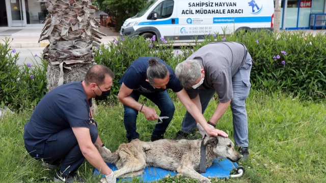 Antalya’da Sokak Hayvanlarına 84 Bin Metrekarelik Merkez — Fotoğraf 9