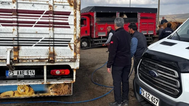 Ardahan’da Hayvan Pazarlarında Denetimler Sürüyor — Fotoğraf 3