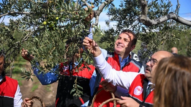 Balıkesir’de Zeytin Hasadı İçin İlk Ürünler Toplandı