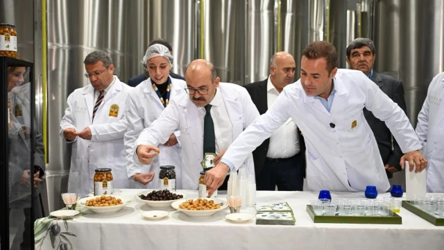Balıkesir’de Zeytin Hasadı İçin İlk Ürünler Toplandı — Fotoğraf 1