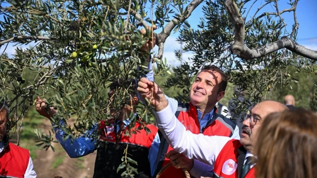 Balıkesir’de Zeytin Hasadı İçin İlk Ürünler Toplandı — Fotoğraf 2