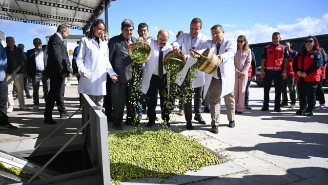 Balıkesir’de Zeytin Hasadı İçin İlk Ürünler Toplandı — Fotoğraf 3
