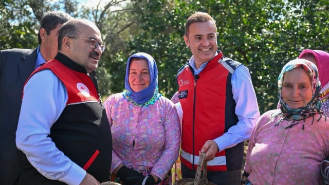 Balıkesir’de Zeytin Hasadı İçin İlk Ürünler Toplandı — Fotoğraf 4