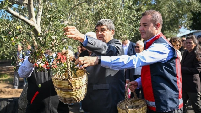 Balıkesir’de Zeytin Hasadı İçin İlk Ürünler Toplandı — Fotoğraf 5