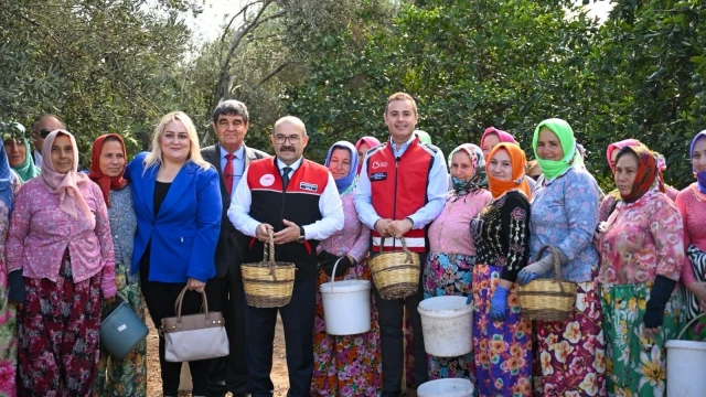Balıkesir’de Zeytin Hasadı İçin İlk Ürünler Toplandı — Fotoğraf 7