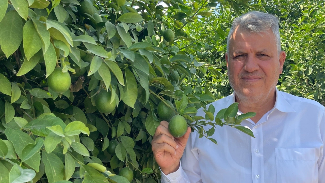 Barut: Limon ve Erkenci Mandalina Dalında Kaldı