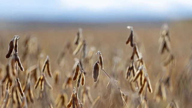 Brezilya’nın soya ihracatında düşüş bekleniyor