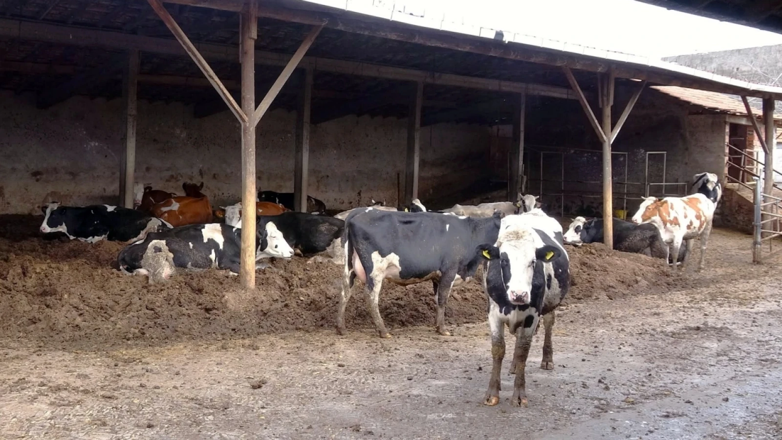 Bursa'da yetiştiricilere buzağı bakım çantası desteği sağlanacak