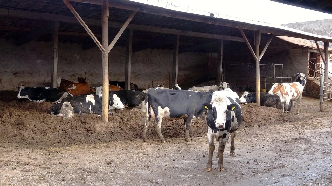 Bursa’da küçük işletmelere buzağı bakım çantası desteği