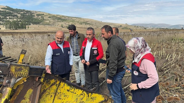 Çankırı İl Tarım, Ayçiçeği Üretimi İçin Çorum’da İnceleme Yaptı