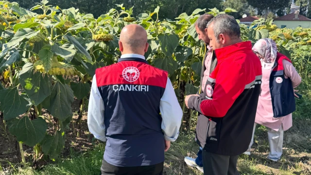 Çankırı İl Tarım, Ayçiçeği Üretimi İçin Çorum’da İnceleme Yaptı — Fotoğraf 1