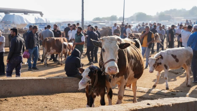 Diyarbakır Hayvan Borsası Hafta Sonları Kapatılacak