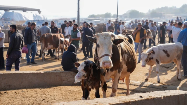 Diyarbakır Hayvan Borsası Hafta Sonları Kapatılacak — Fotoğraf 2