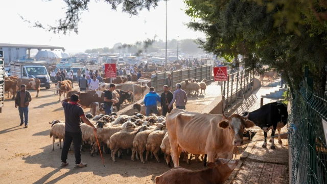 Diyarbakır Hayvan Borsası Hafta Sonları Kapatılacak — Fotoğraf 3