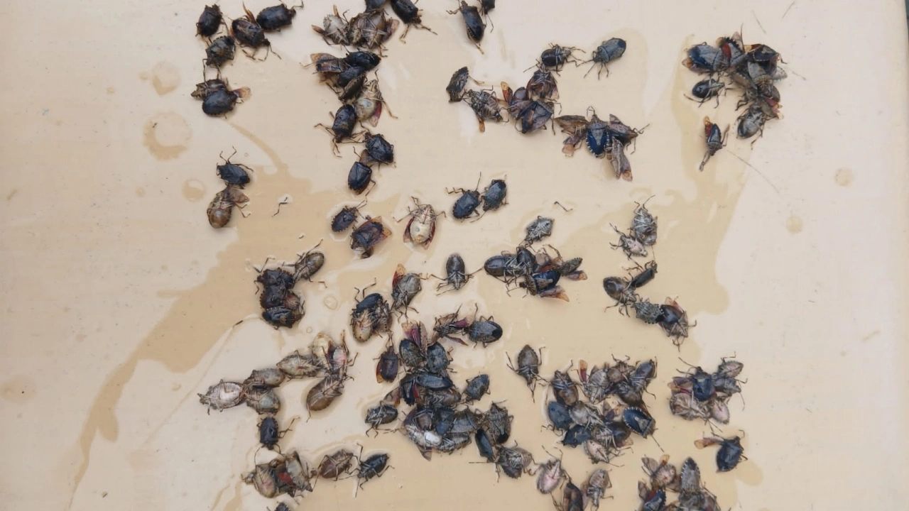 Giresun’da Kahverengi Kokarcaya Karşı Mücadele Sürüyor
