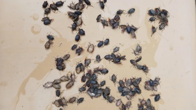 Giresun’da Kahverengi Kokarcaya Karşı Mücadele Sürüyor