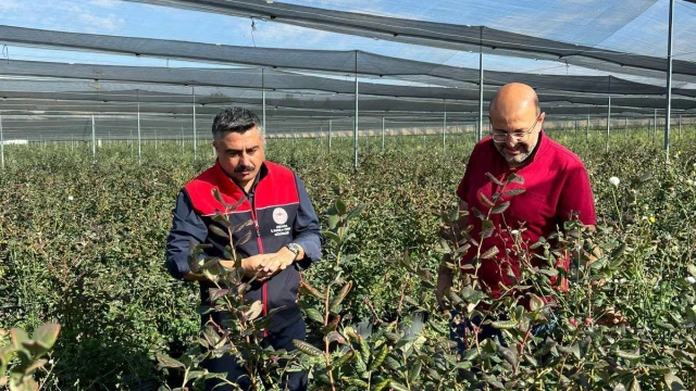 Gölbaşı’nda Yaban Mersini Yetiştiriciliği Gelişiyor
